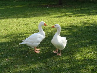 Agathe & Fidel