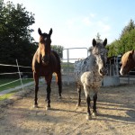 Bambi, Tigga & Candy