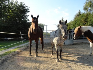 Bambi, Tigga & Candy