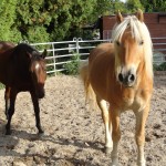 Bambi&Max