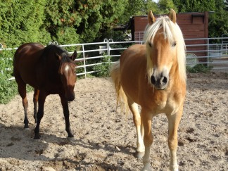 Bambi&Max