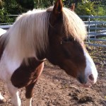 Ponyhof 021