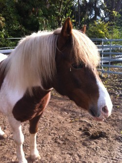 Ponyhof 021